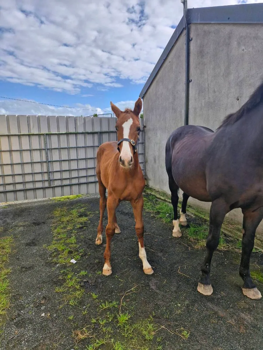 Selection of Broodmares & Foals - Image 1