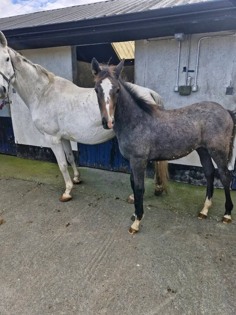 Selection of Broodmares & Foals - Image 2