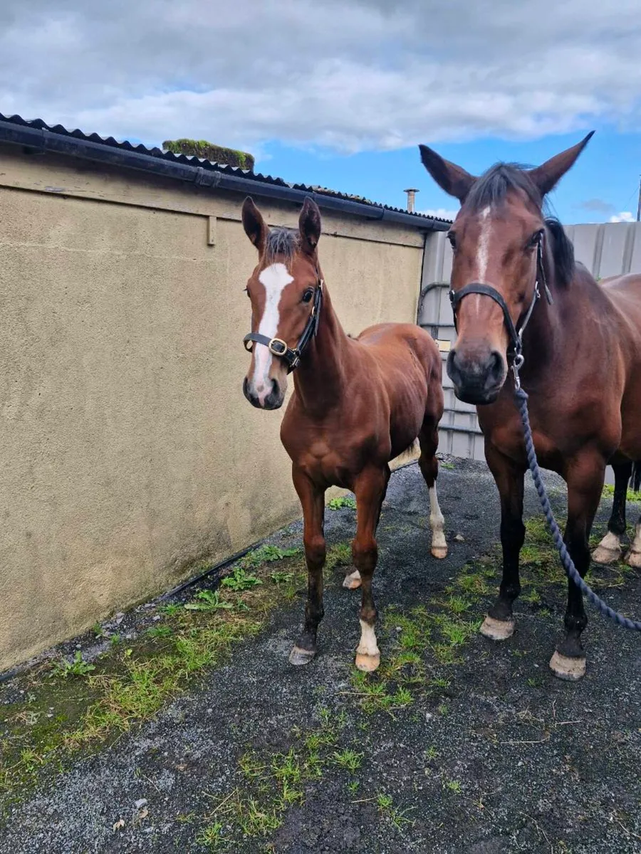 Selection of Broodmares & Foals - Image 3