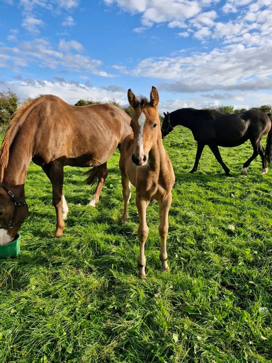 Selection of Broodmares & Foals - Image 4