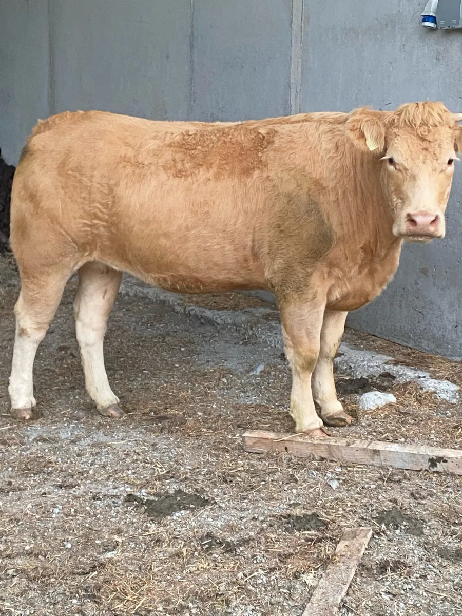 7 organic incalf heifers - Image 1