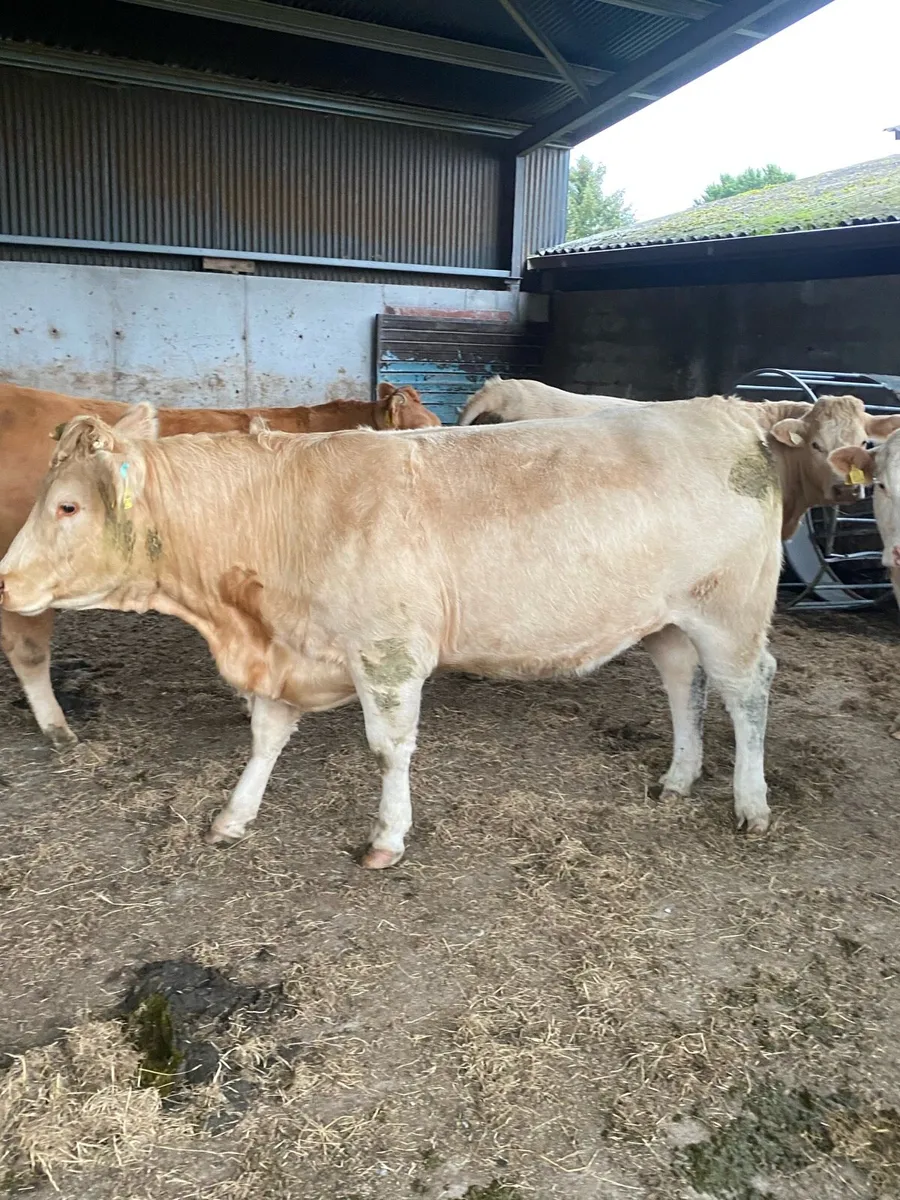7 organic incalf heifers - Image 2