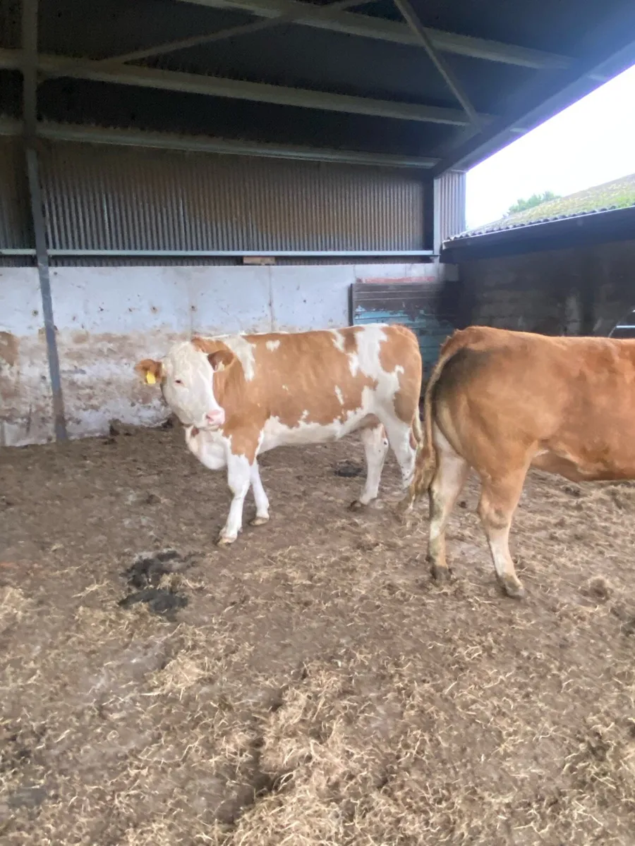 7 organic incalf heifers - Image 3