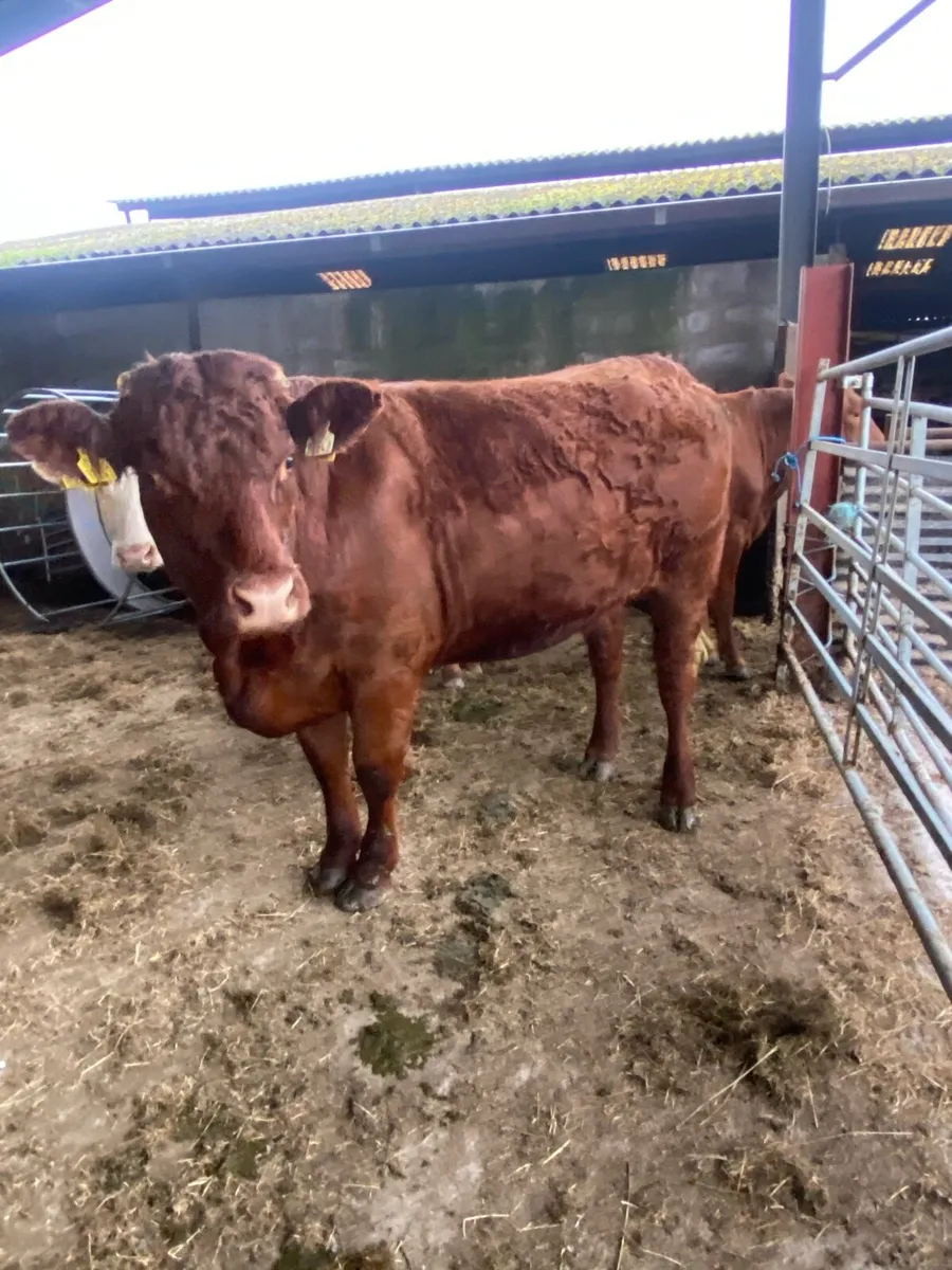 7 organic incalf heifers - Image 4
