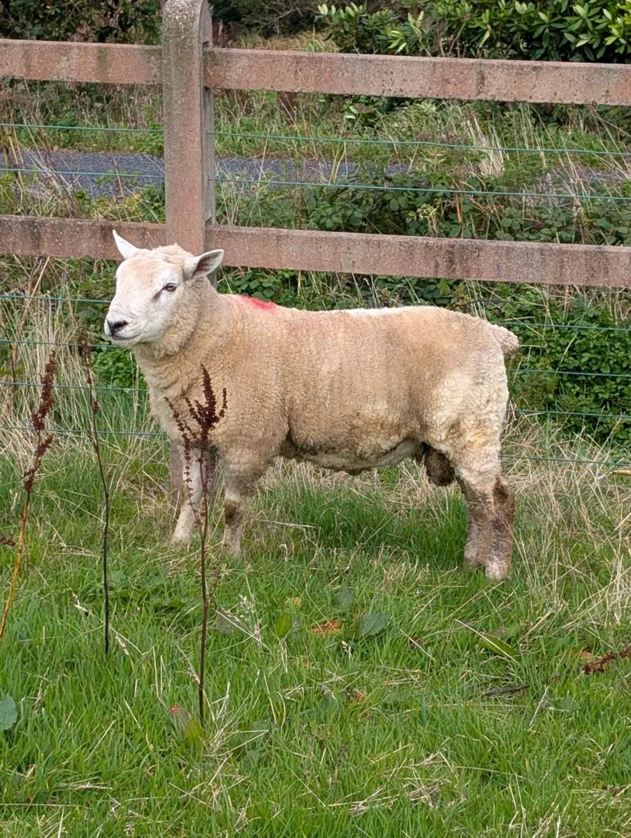 Blue texel hybrid hogget ram - Image 1