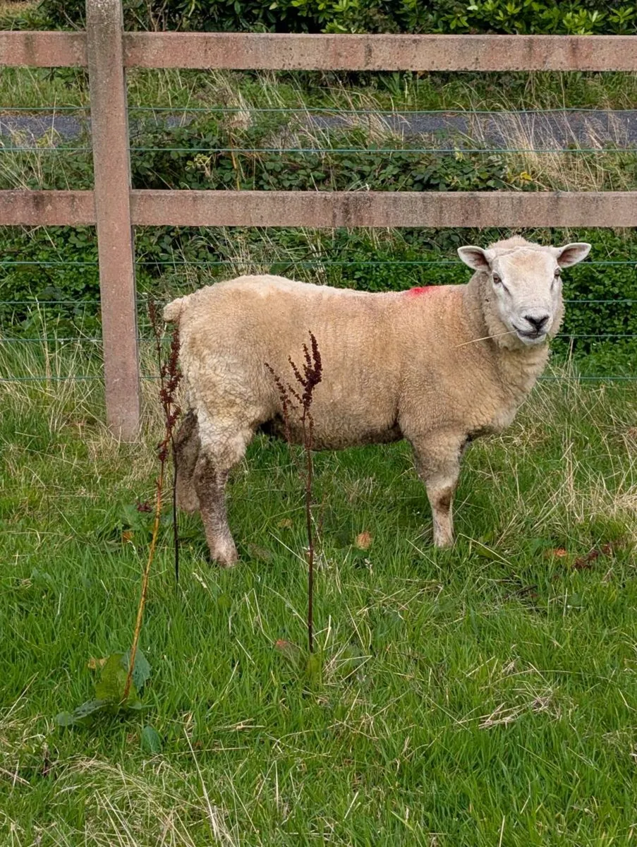 Blue texel hybrid hogget ram - Image 2