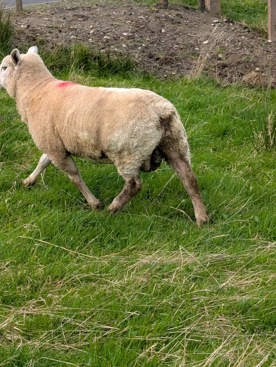Blue texel hybrid hogget ram - Image 3