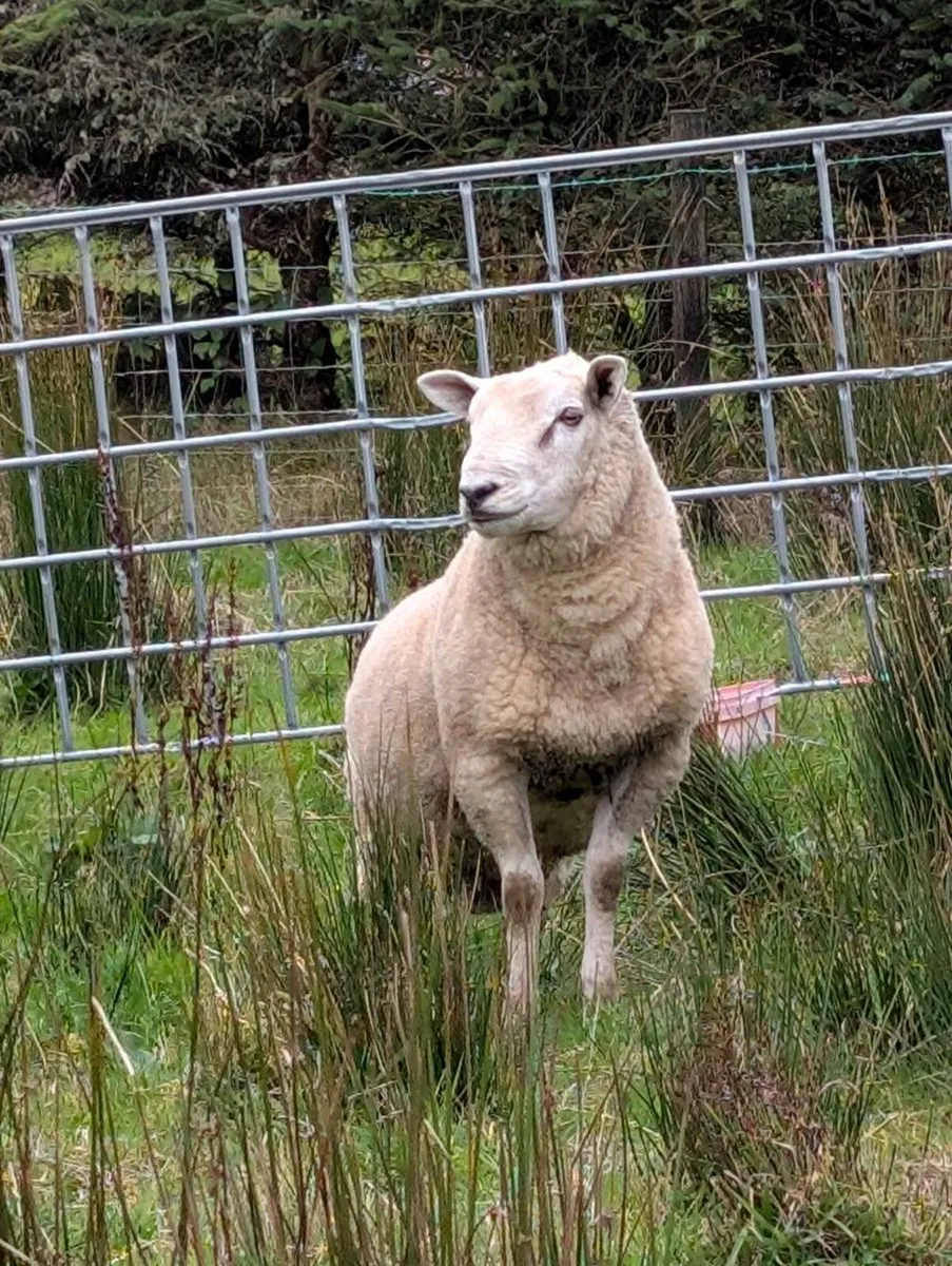 Blue texel hybrid hogget ram - Image 4