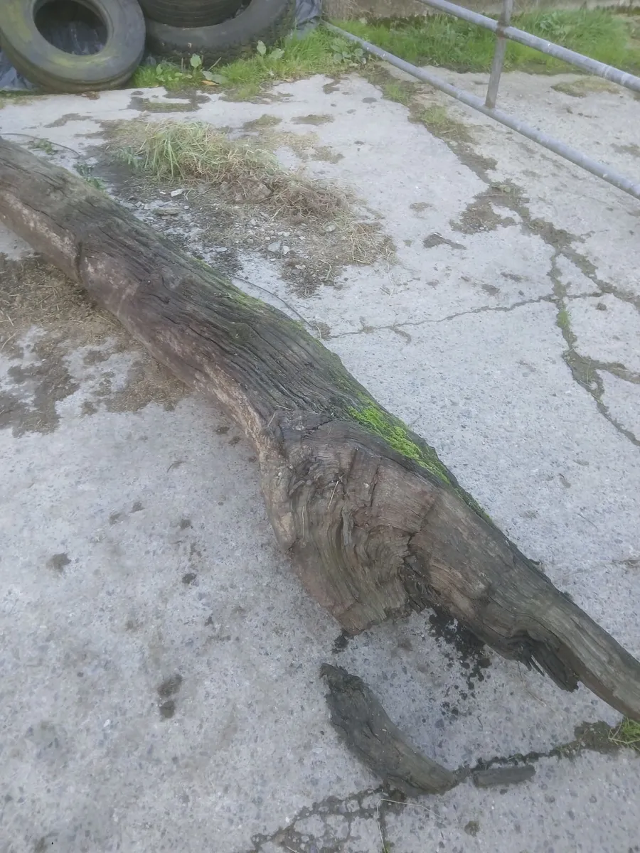 Bog Oak - Image 4