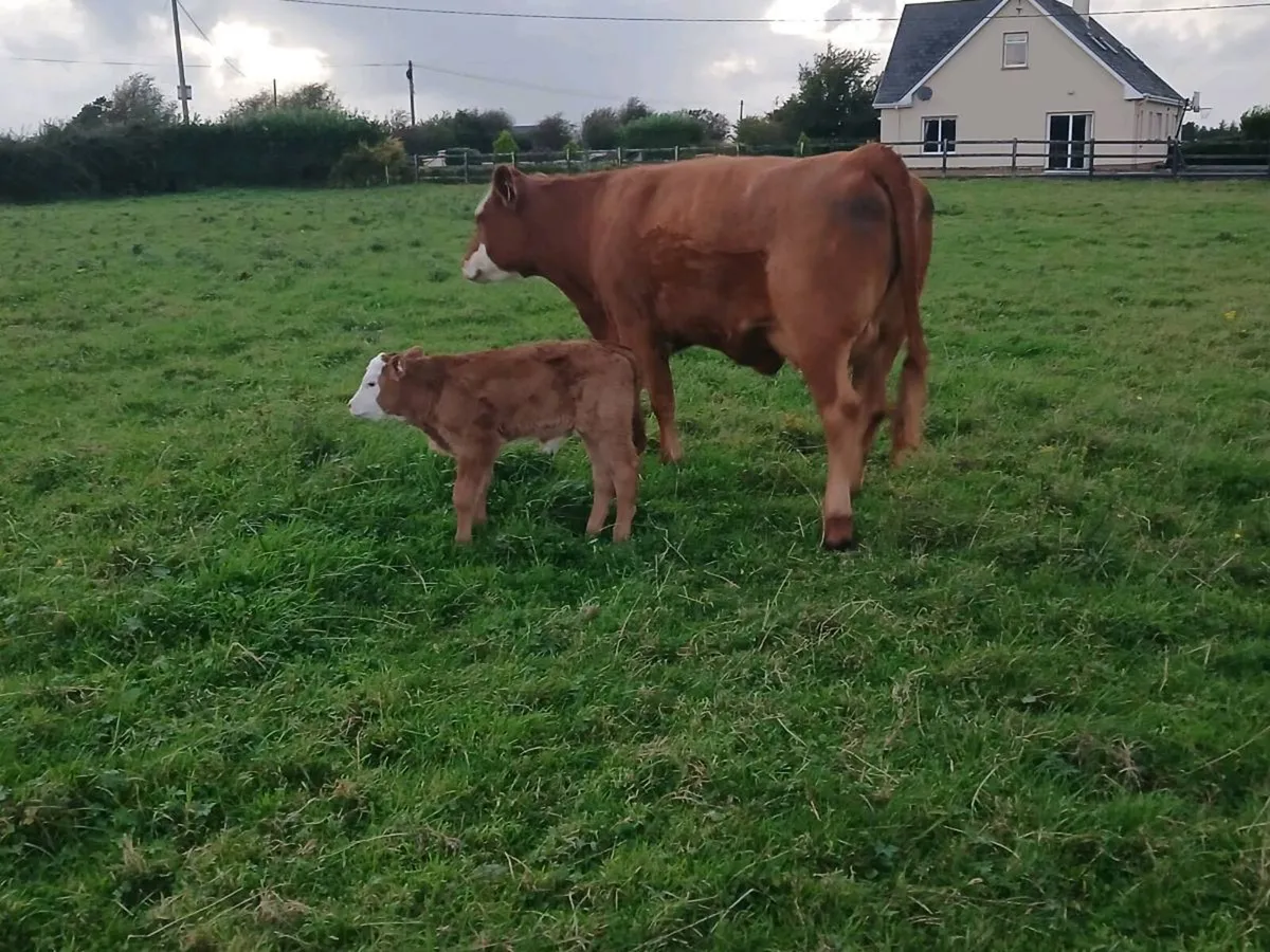 5 star first calver - Image 2