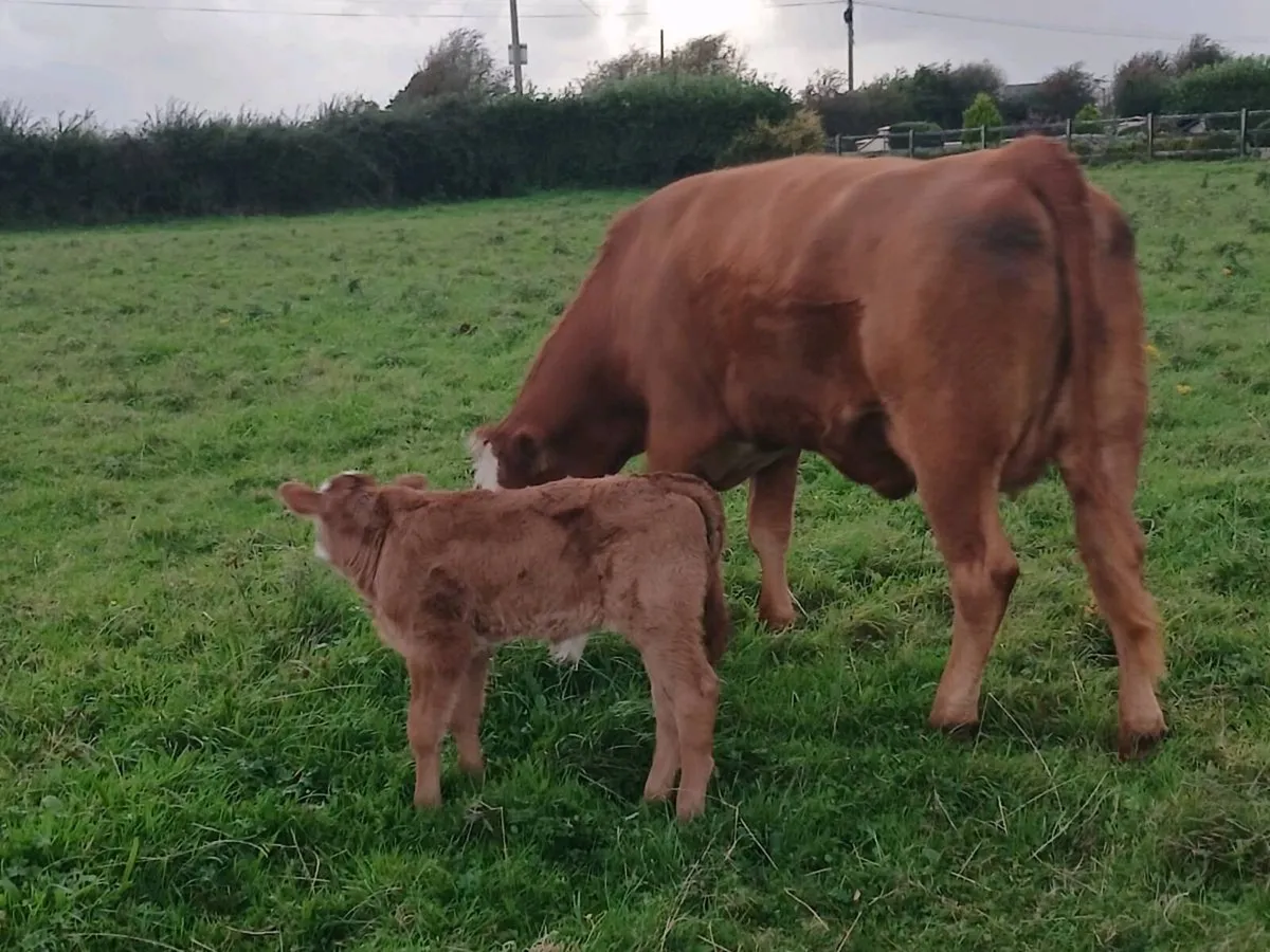 5 star first calver - Image 3