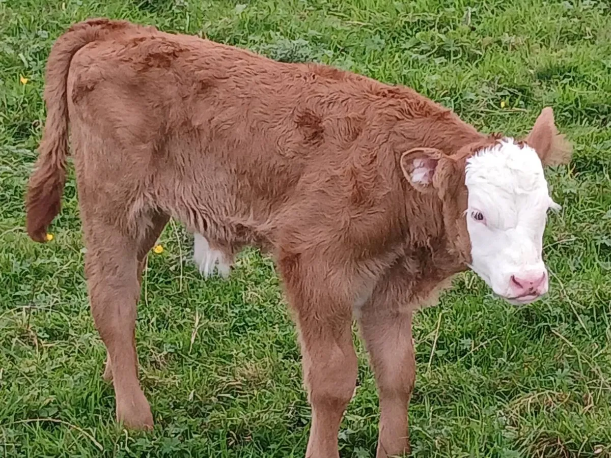 5 star first calver - Image 4