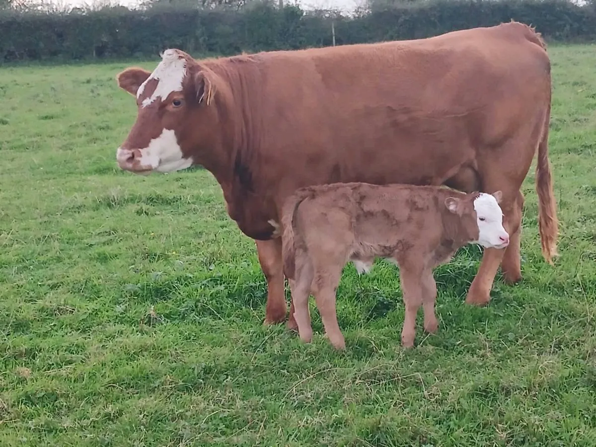 5 star first calver - Image 1