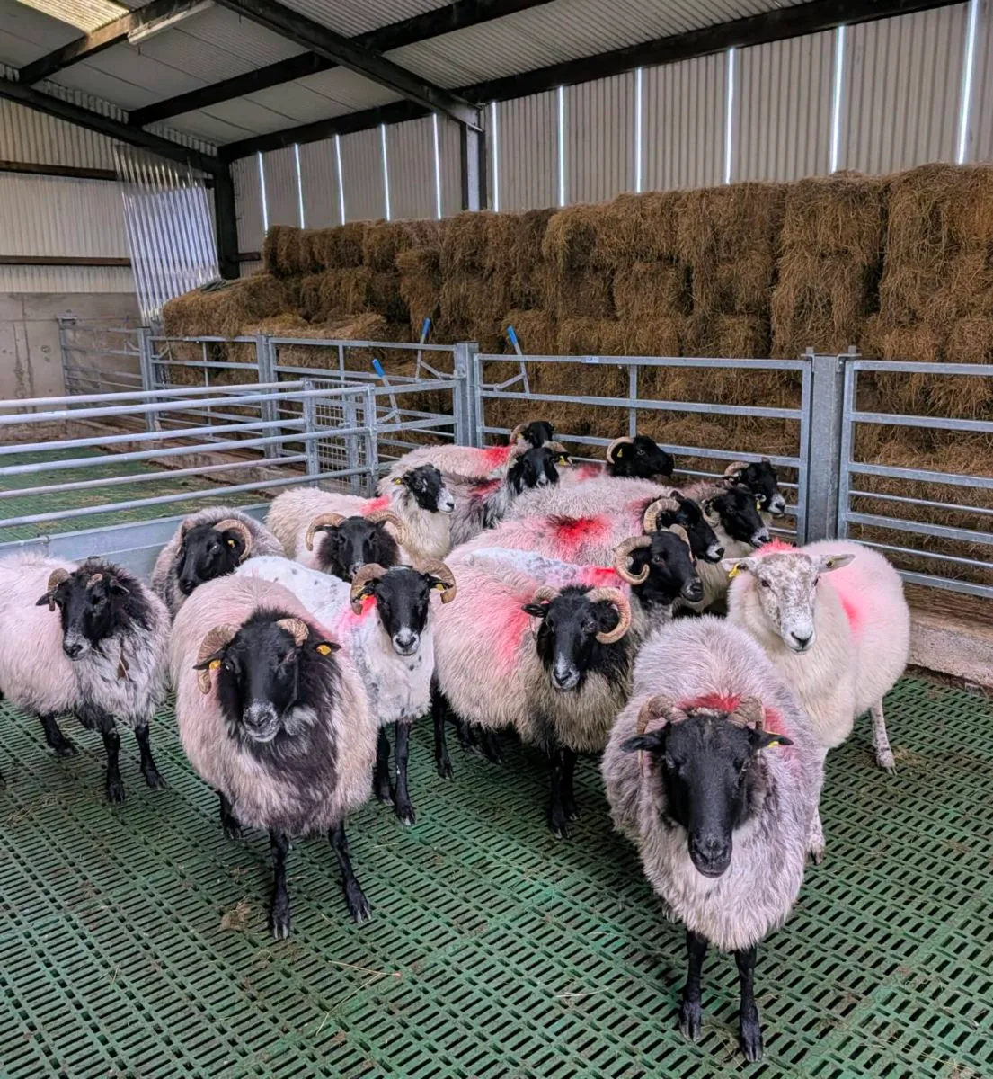 ** Broken Mouth Ewes ** - Image 2