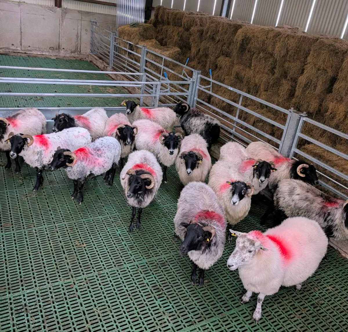 ** Broken Mouth Ewes ** - Image 3