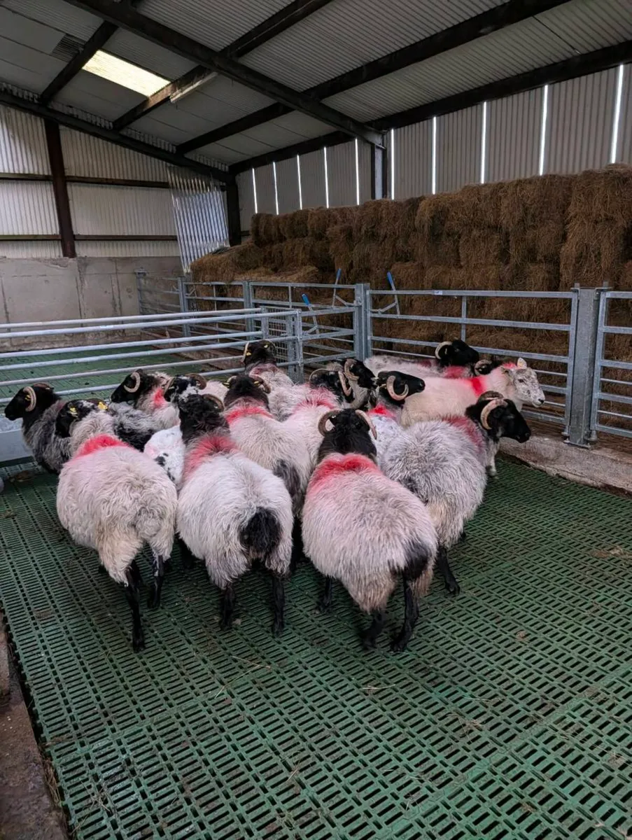 ** Broken Mouth Ewes ** - Image 4