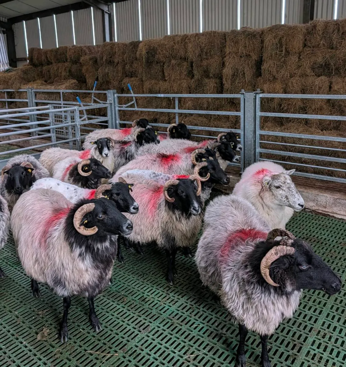 ** Broken Mouth Ewes ** - Image 1
