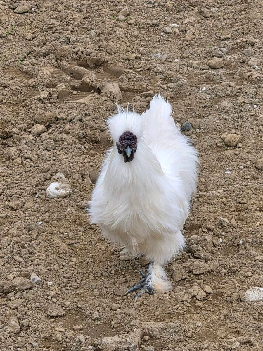 Roosters