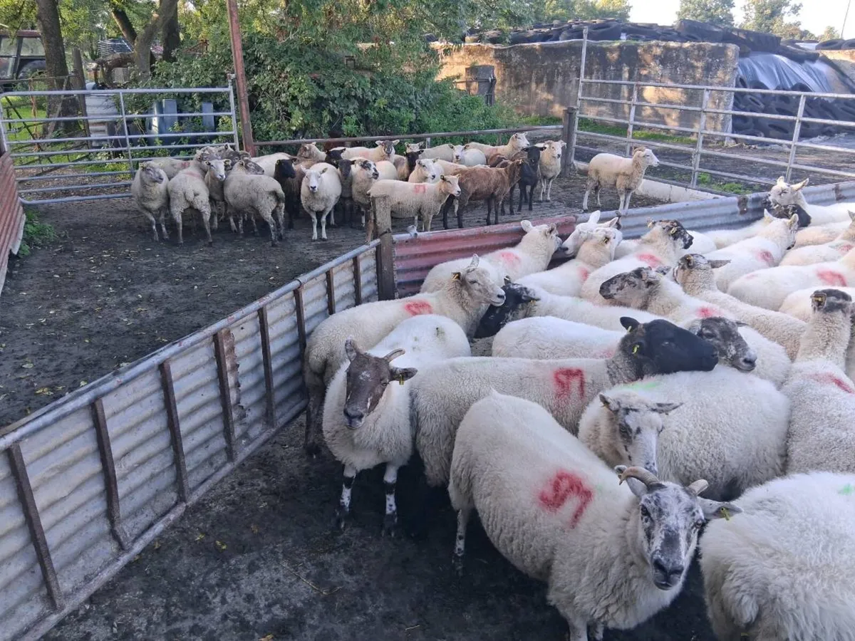 Sheep - Image 2