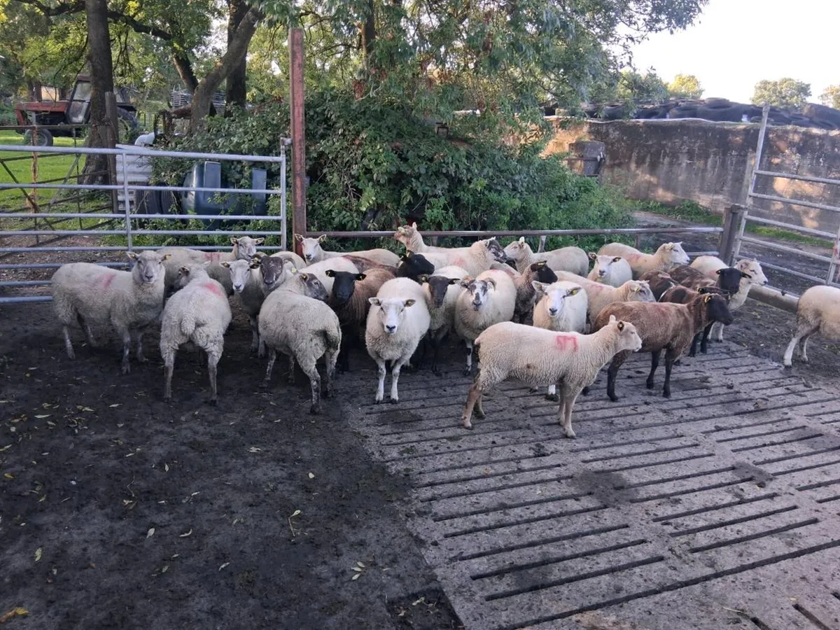 Sheep - Image 3