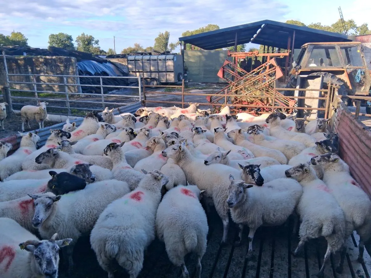 Sheep - Image 4