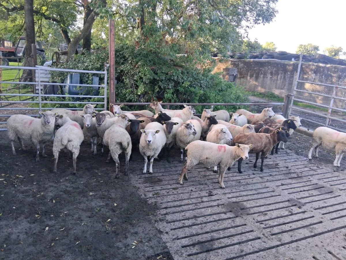 Sheep - Image 1