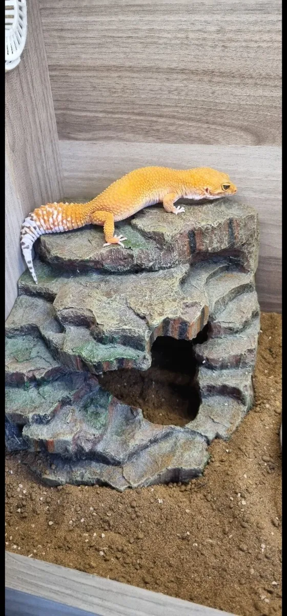 Rare Leopard Geckos - Image 4