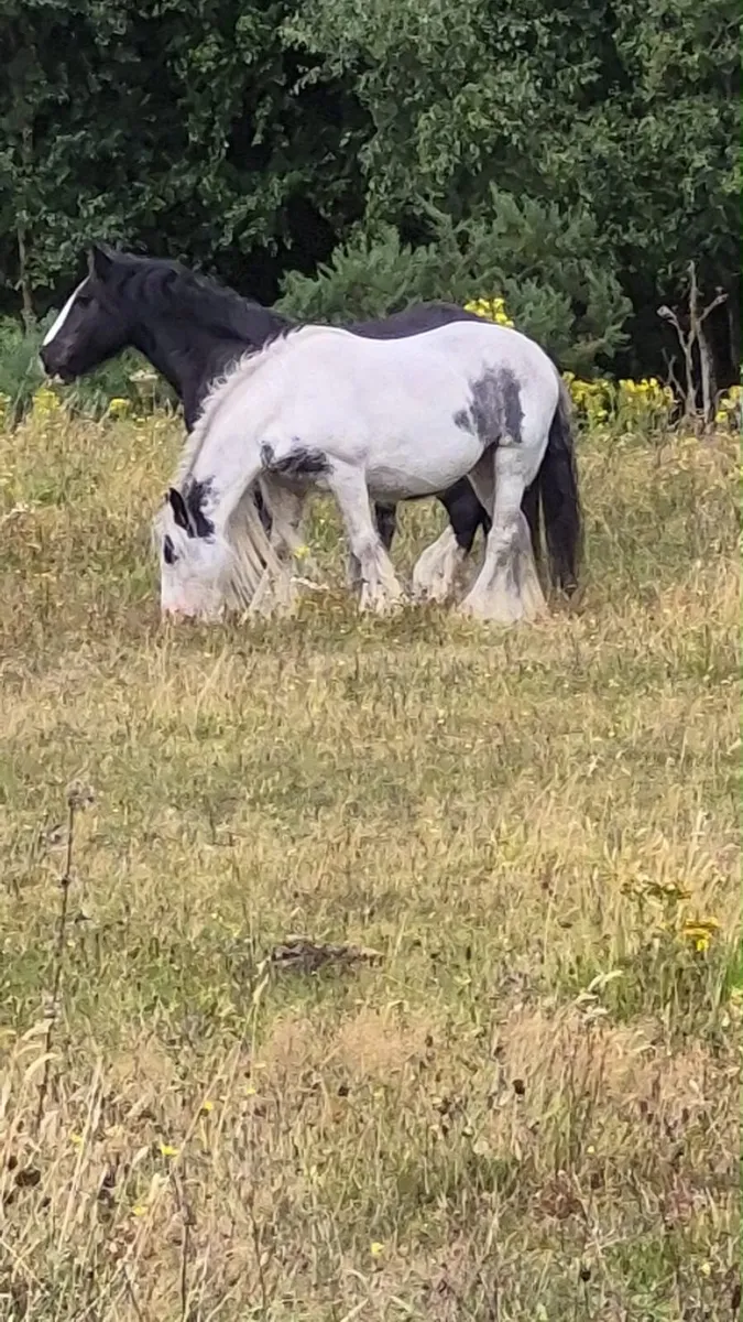 Mare - Image 3