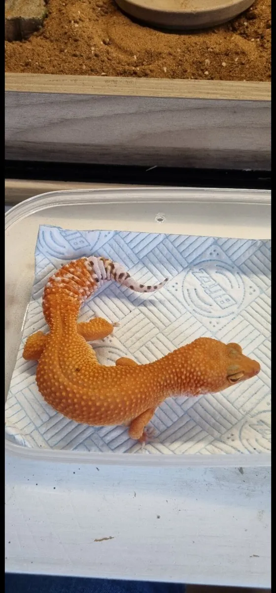 Rare Leopard Geckos - Image 1