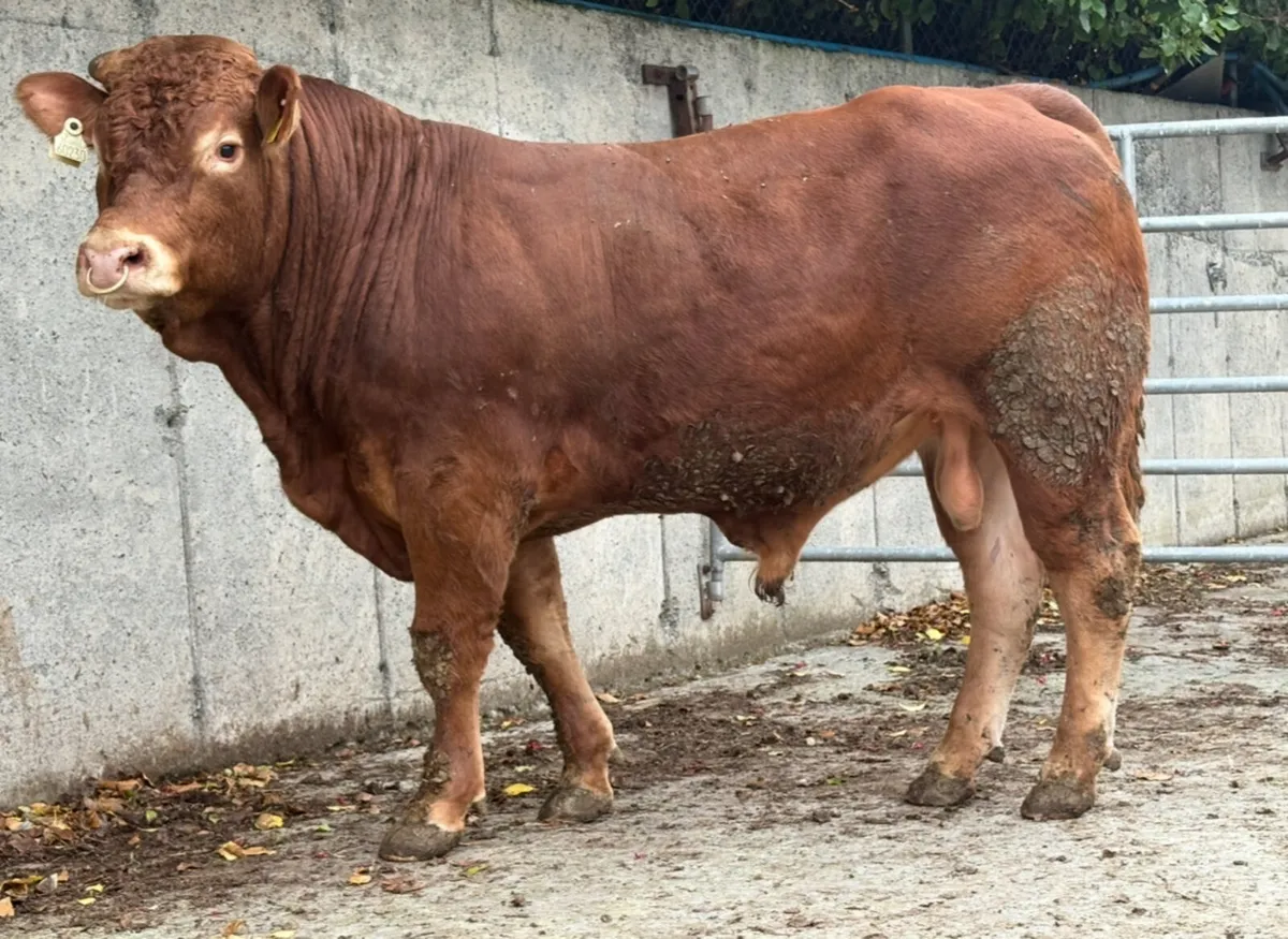 4 Pedigree Angus and Limousin Bulls - Image 1