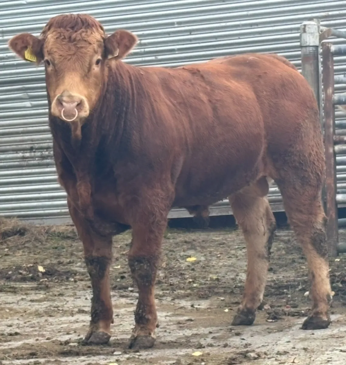 4 Pedigree Angus and Limousin Bulls - Image 2