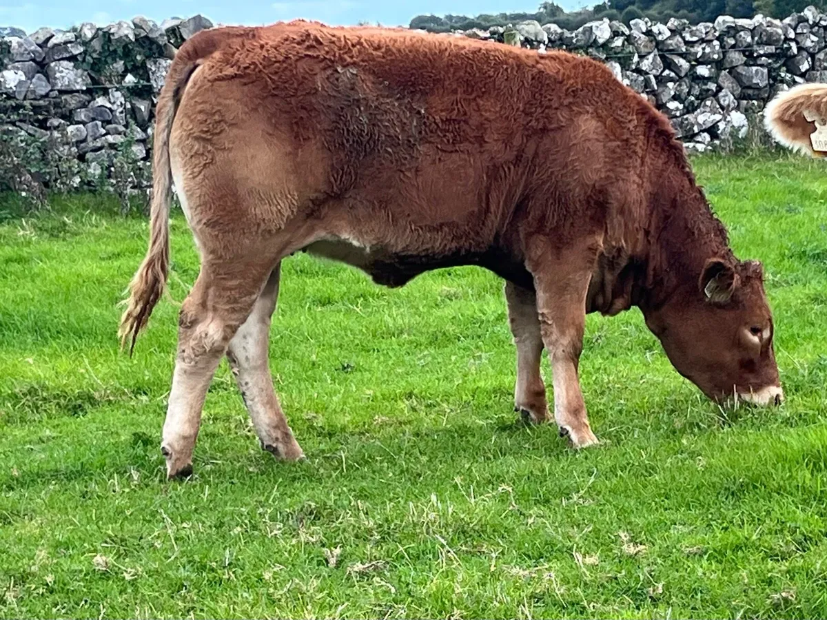 ✨5 star limousine heifer ✨ - Image 1