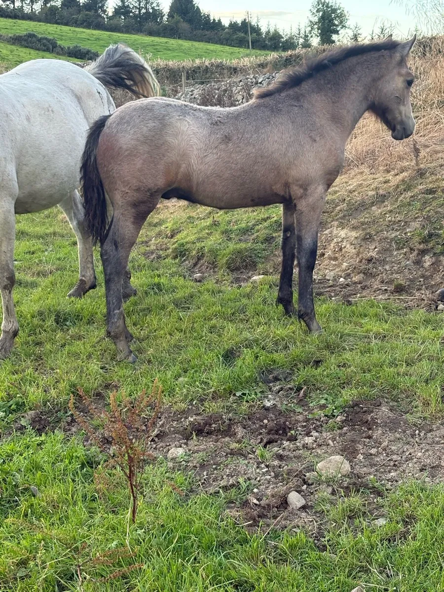 Connemara colt foals - Image 2