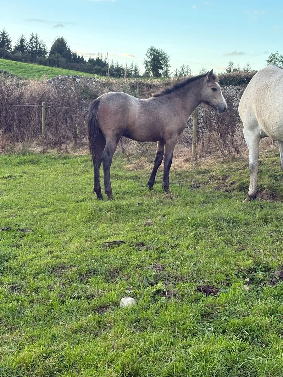 Connemara colt foals - Image 3