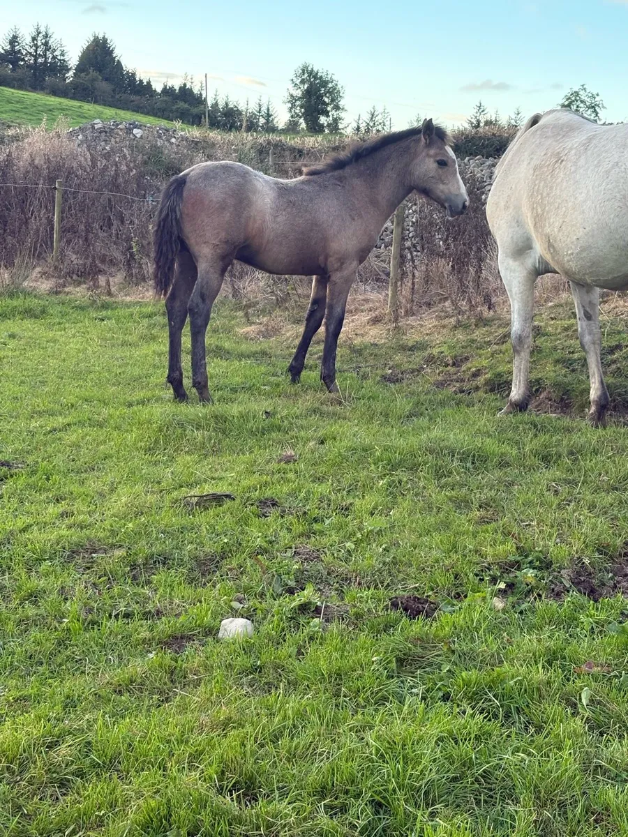 Connemara colt foals - Image 4