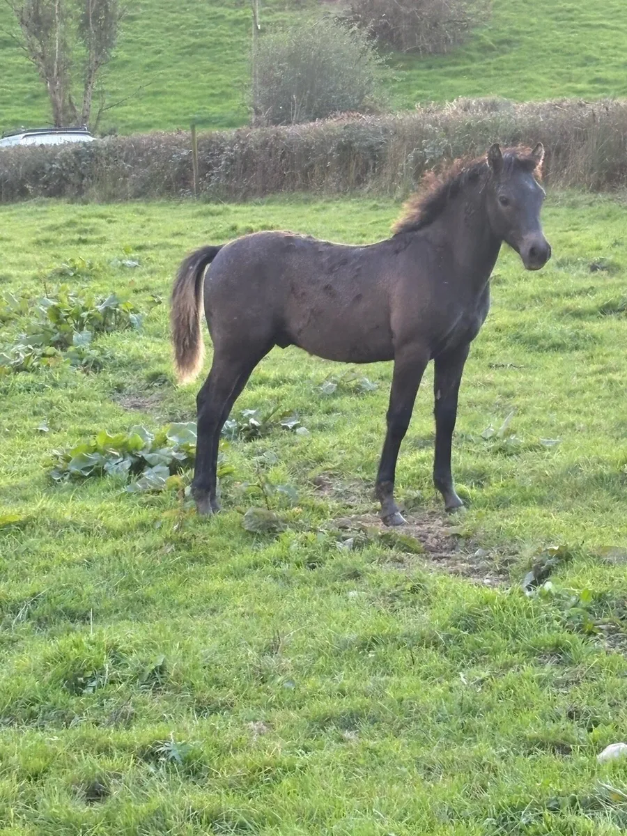 Connemara colt foals - Image 1