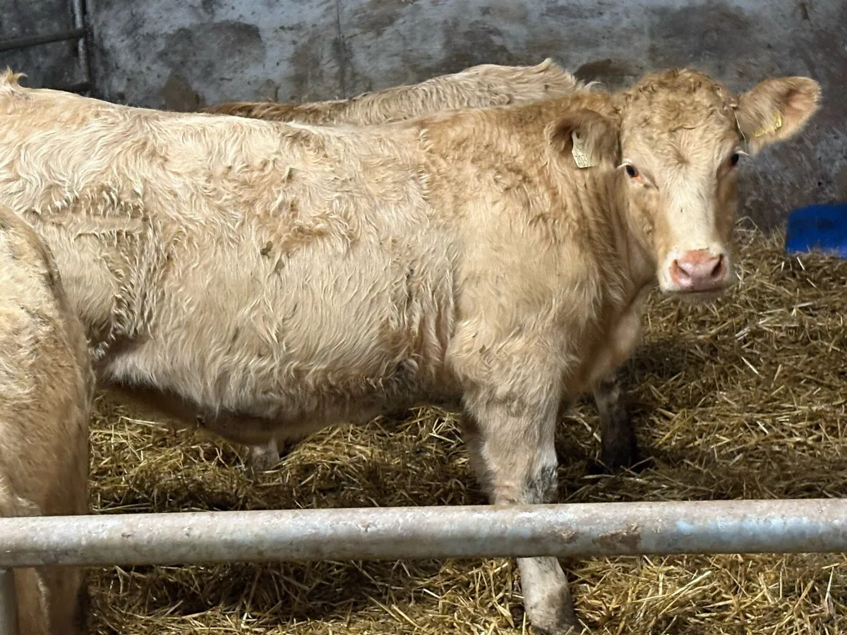 7 smashing charlois heifers - Image 3
