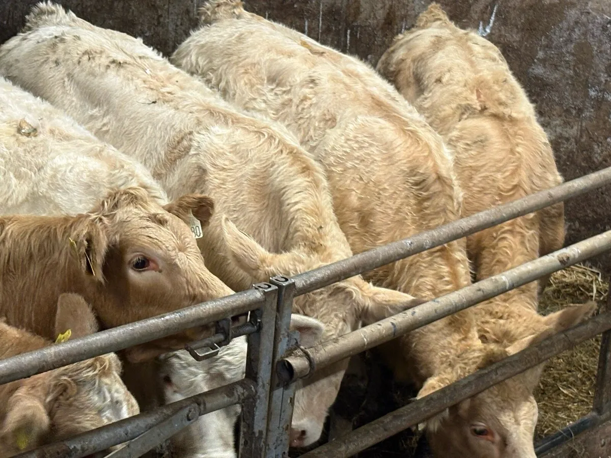 7 smashing charlois heifers - Image 1
