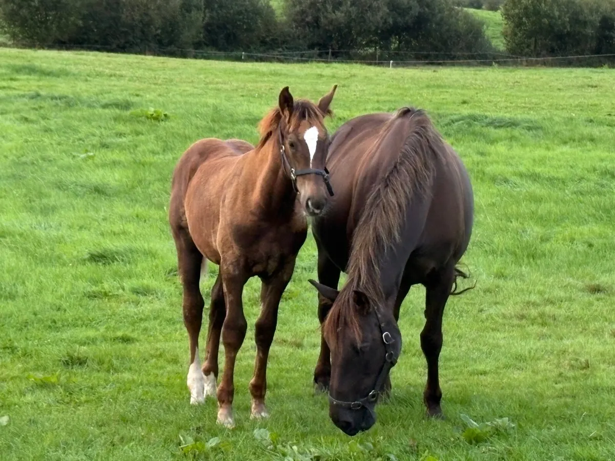 Irish draft colt foal - Image 2