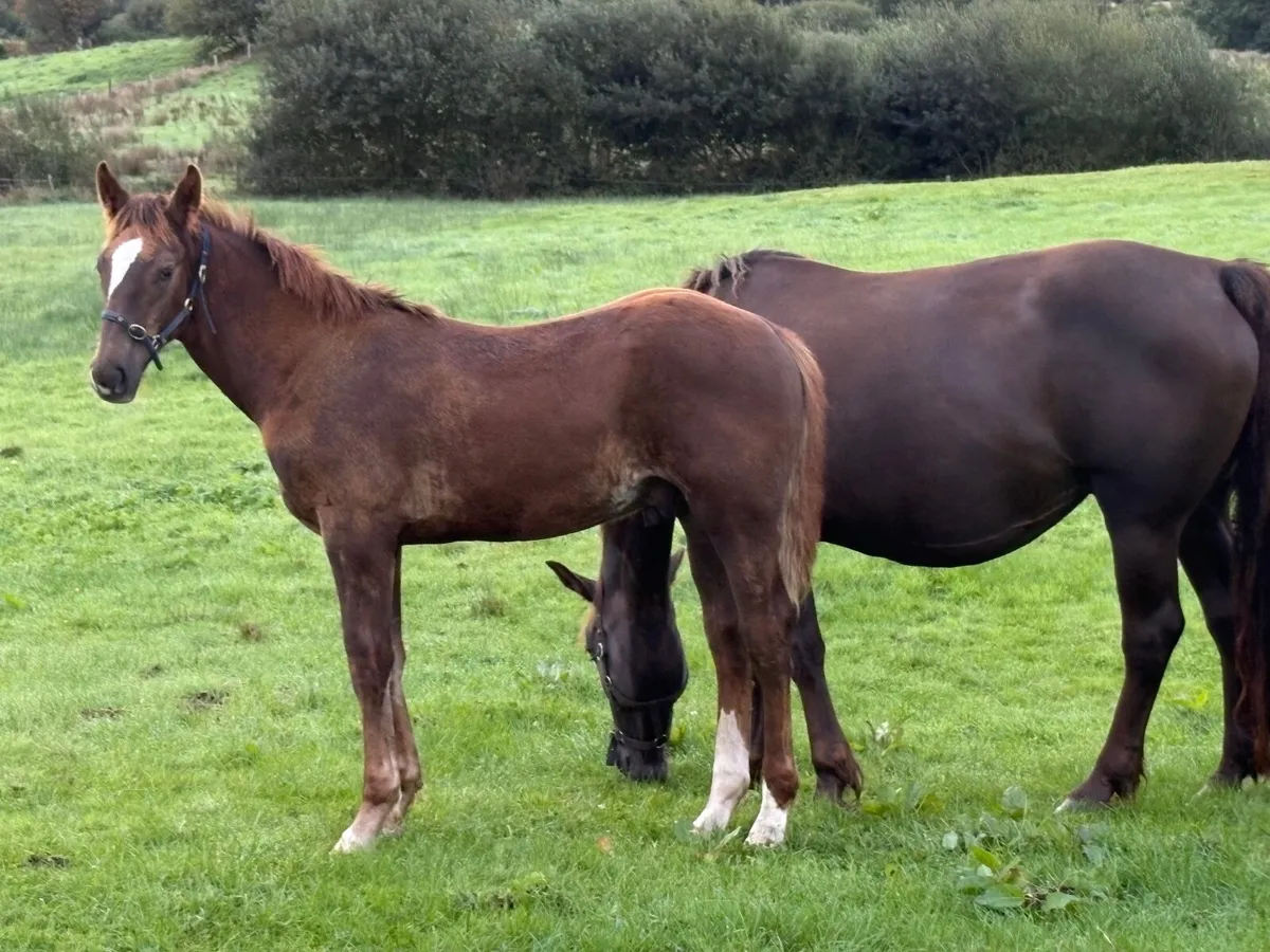 Irish draft colt foal - Image 1