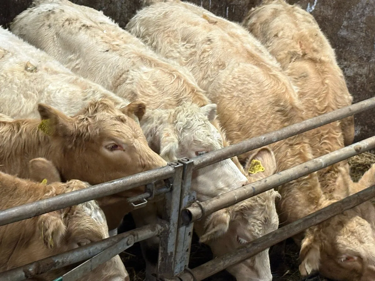 7 smashing charlois heifers - Image 4