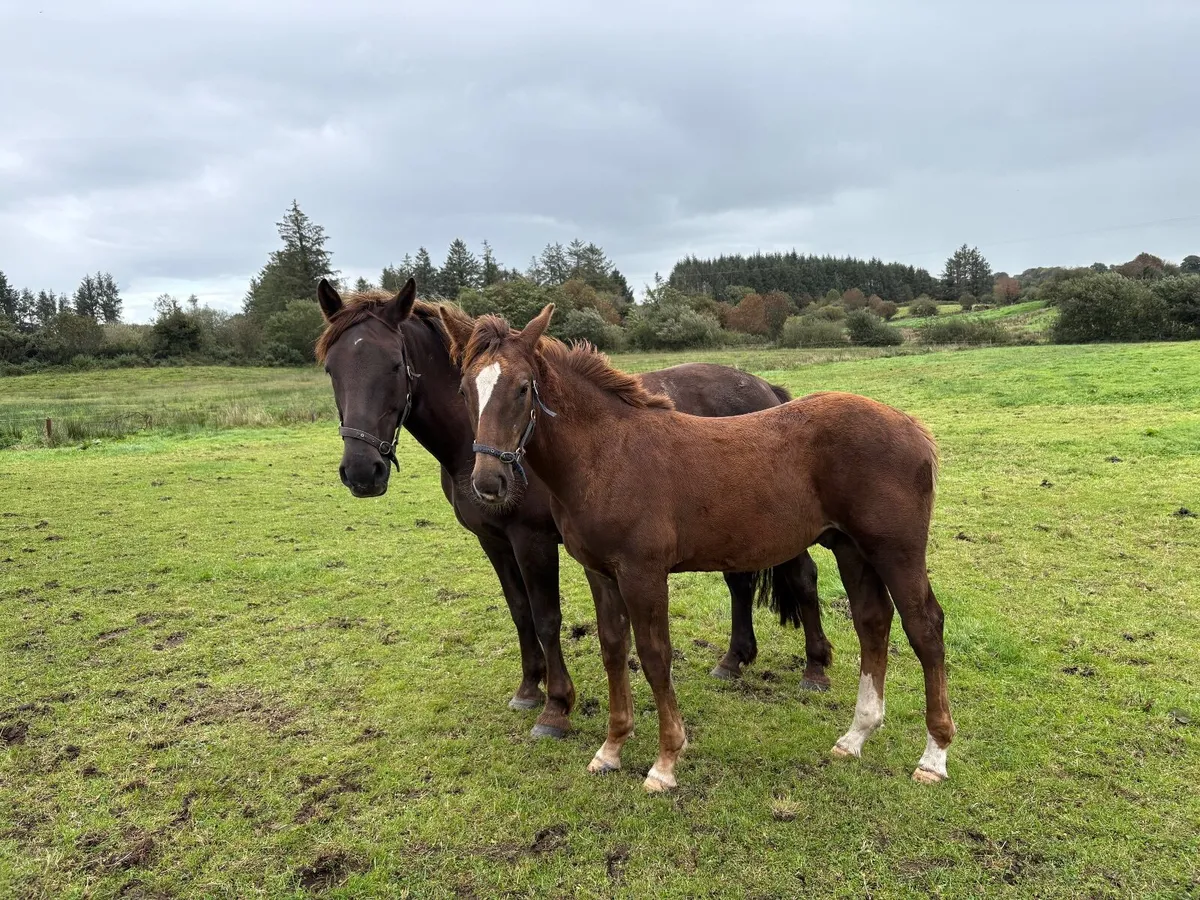 Irish draft colt foal - Image 3