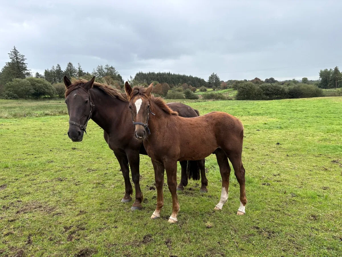 Irish draft colt foal - Image 4