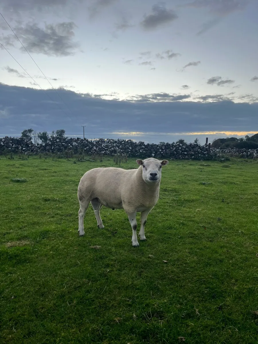 Texel Ram - Image 1