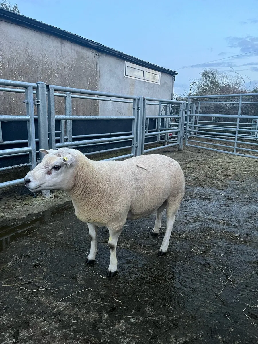 Texel Ram - Image 2