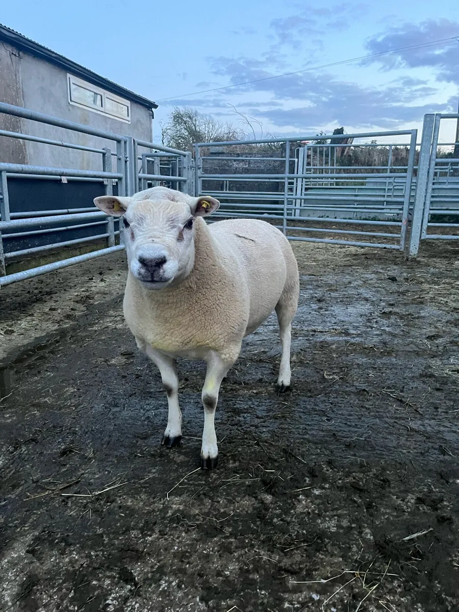 Texel Ram - Image 3