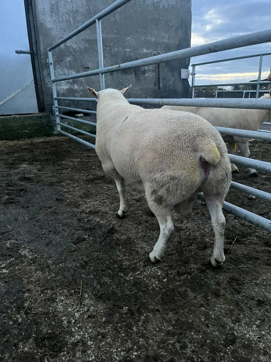 Texel Ram - Image 4