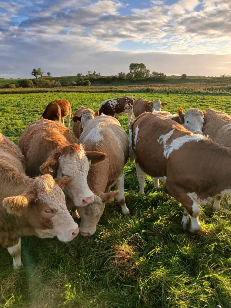 20 simmental maiden heifers - Image 1