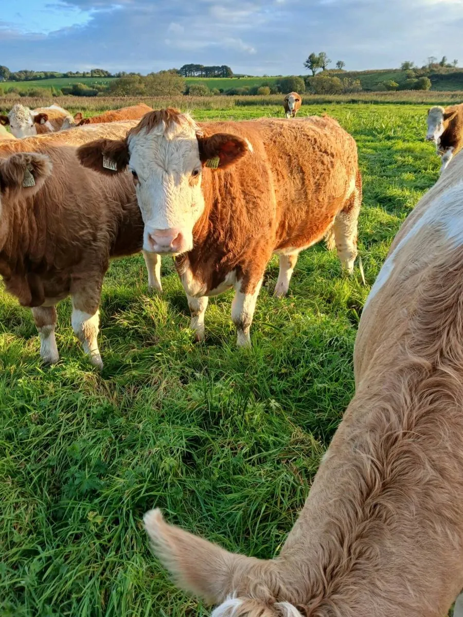20 simmental maiden heifers - Image 4