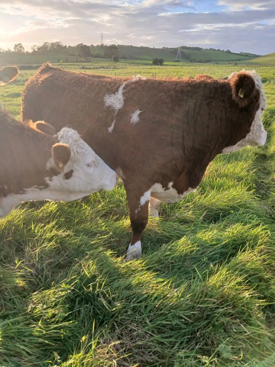 20 simmental maiden heifers - Image 2